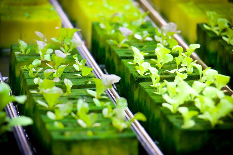 Hydroponic Water Recycling: Sustaining Agriculture, Preserving Resources